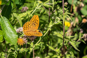 Papillon Tabac d'Espagne, ou Empereur