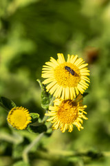 Insecte sur un tussilage