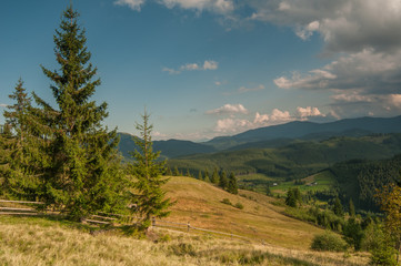 Obraz premium Pine tree at the Carpathian meadow