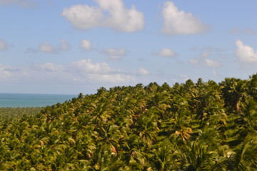 Mar de Coqueiros