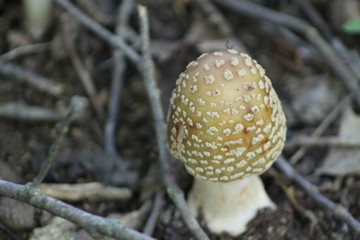 Mushroom