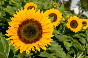 Sonnenblumenfeld am sonnigen Tag