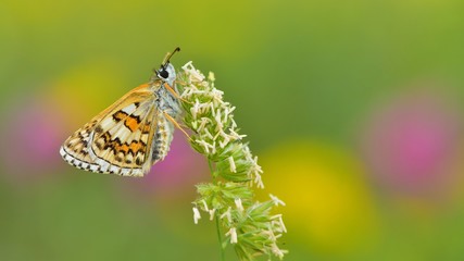 Pyrgus sidae  407