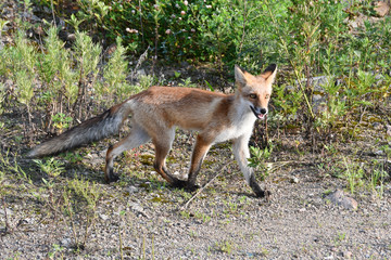 Russia, Vladivostok, red fox walks on the island Russkiy