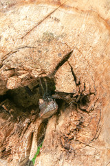 Stump background texture