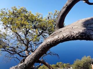 Chorwacja wyspa Hvar dzewo © Piotr