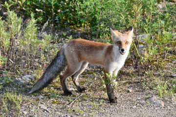 Naklejka na ściany i meble Russia, Vladivostok, red fox walks on the island Russkiy
