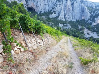 Chorwacja wyspa Hvar winogrona © Piotr