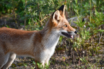 Russia, Vladivostok, red fox walks on the island Russkiy