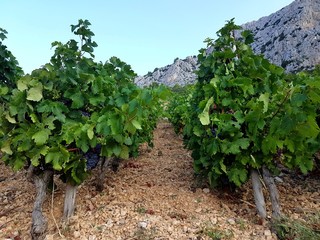 Chorwacja wyspa Hvar © Piotr