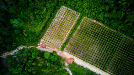 Black pepper plants wrapped trees Phu Quoc, Vietnam