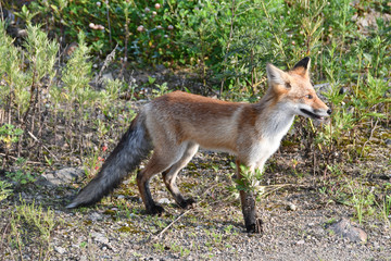 Russia, Vladivostok, red fox walks on the island Russkiy