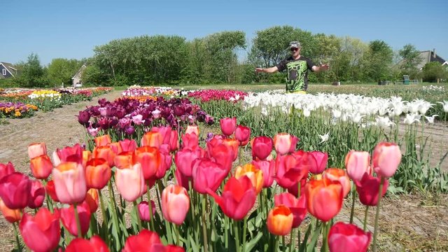 Campi di tulipani in Olanda con uomo felice
