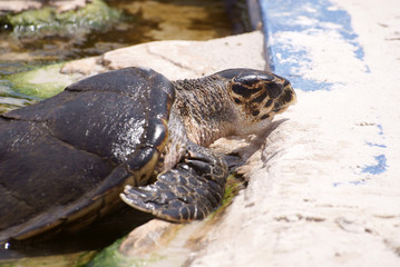 Tortuga marina de perfil saliendo de estanque o piscina en zoo marino de Mallorca en día soleado. Reptil acuático grande en cautividad fuera del agua tomando el sol.