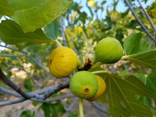 Chorwacja wyspa Hvar figa © Piotr