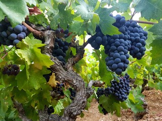 Chorwacja wyspa Hvar winogrono
