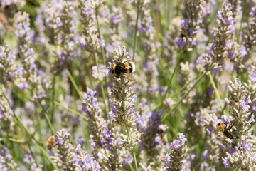 üppig blühender Lavendel wird von Insekten besucht