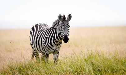 African zebra in long grass, Masai Mara, Kenya