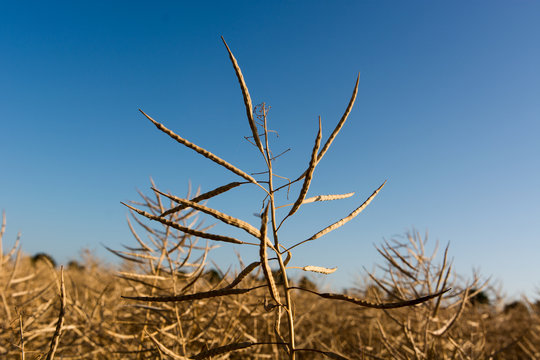 Rapsschote Bilder Durchsuchen 580 Archivfotos, und