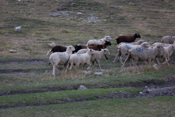 Sheeps and Rocks at Alpes-de-Haute-Provence, France