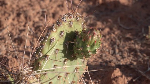 Flowering cactus plants, Pink flowers of Opuntia sp. (polyacantha) in Canyonlands National Park, Utha