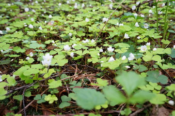 forest beauty