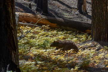 Black Bear (Ursus americanus) in Giant Forest Sequoia National Park, California, USA