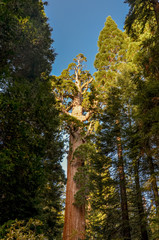 Fototapeta premium General Grant tree in Grant Grove Sequoia National Park, California, USA