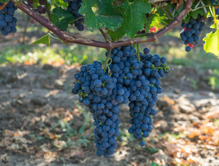 blaue weintrauben hängen an Weinreben, Sommer in Rheinhessen