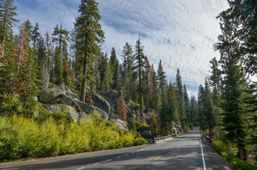 spruce forest along Tioga Pass road (CA-120) Yosemite National Park, California