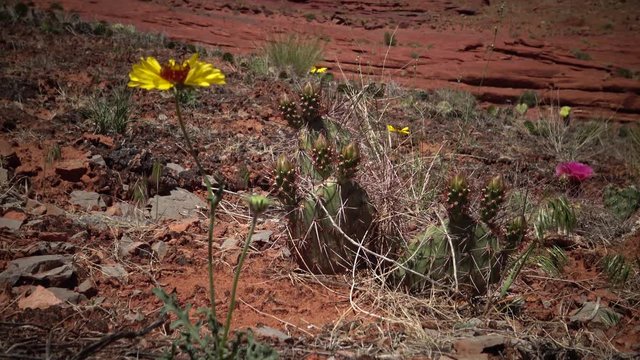 Flowering cactus plants, Pink flowers of Opuntia sp. (polyacantha) in Canyonlands National Park, Utha