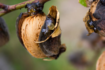 Fresh Almond on a tree, Provence France
