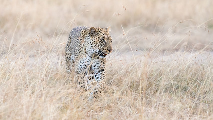 Leopard hunting in long grass, Masai Mara, Kenya