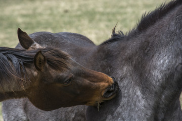 Horse Play