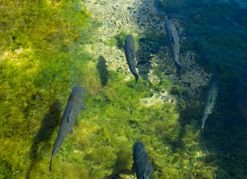 Forellen schwimmen im Wasser