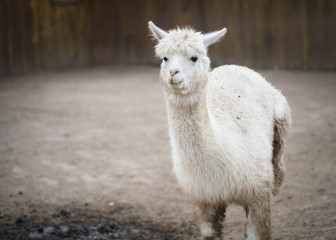 The Funny Alpaca