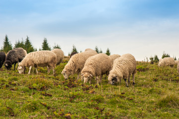 Obraz premium Herd of sheep graze on green pasture in the mountains. Young white and brown sheep graze on the farm.