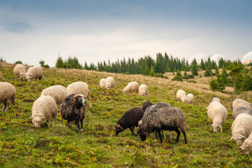 Herd of sheep graze on green pasture in the mountains. Young white and brown sheep graze on the farm.