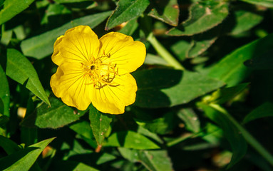 yellow buttercup flower head