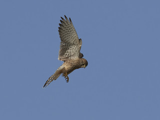 Common kestrel (Falco tinnunculus)