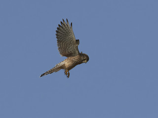 Common kestrel (Falco tinnunculus)