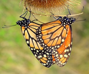mariposa monarca, argentina, reproduccion, pampa argentina, lepidoptero