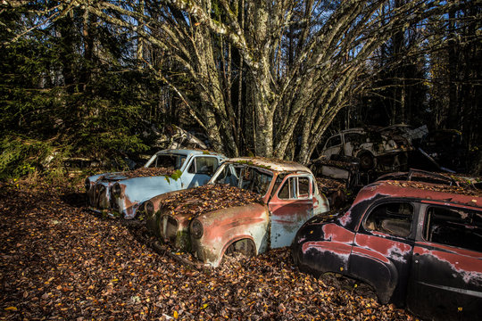 rusty carson  in a wood