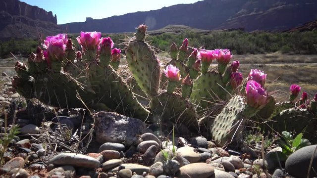 Flowering cactus plants, Pink flowers of Opuntia sp. (polyacantha) in Canyonlands National Park, Utha