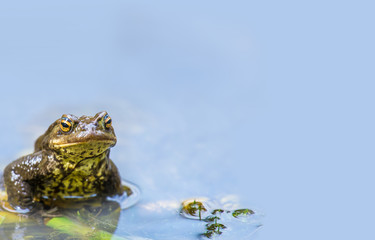 a toad sits in a pond against a blue background
