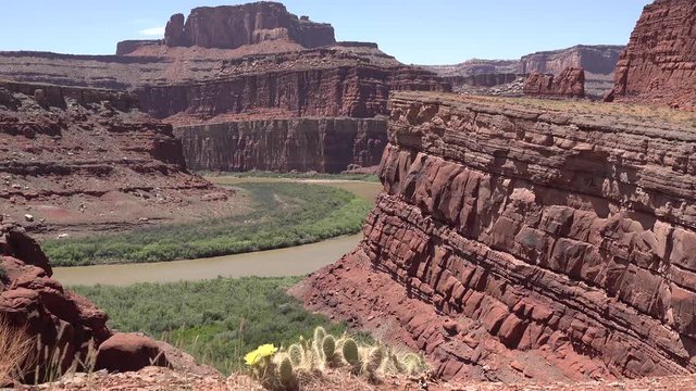 Flowering cactus plants, Yellow flowers of Opuntia sp. (polyacantha) in Canyonlands National Park, Utha