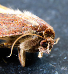 Moth Head Yellow Underwing