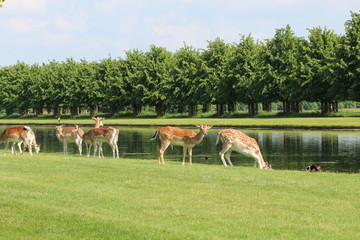 Fallow Deer in a Park