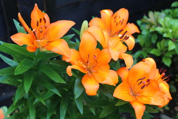 Asiatic lily (Orange)