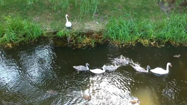 Swan family swimming in city park lake